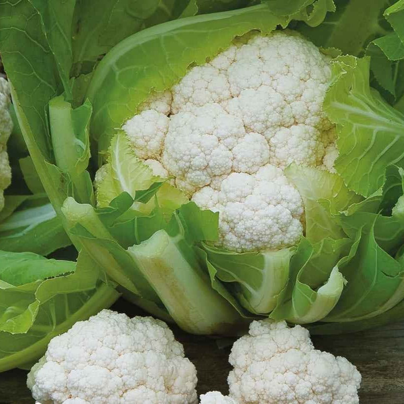 Bloemkool 'Walcheren Winter 5' - Willemse