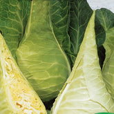 Spitskool Filderkraut - Hilmar - Willemse