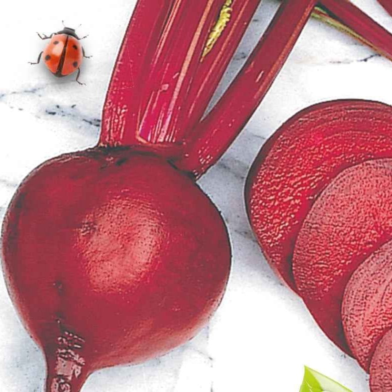 Rode biet 'De Detroit 2' - BIO - Willemse