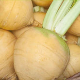 Raap 'Goldana' - BIO - Willemse