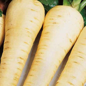 Pastinaak 'Gladiator' - Willemse