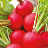 Radijs rond Raxe Bio - Willemse