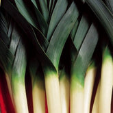 Winterprei Blauw Farinto - Willemse