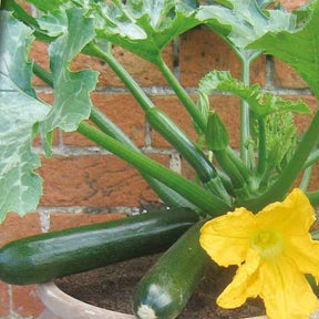Courgette 'Patio Star F1' - Willemse