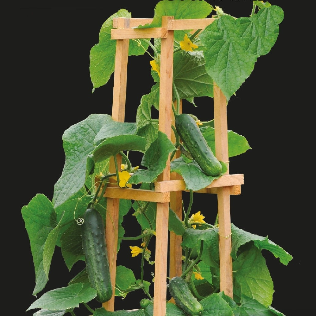 Komkommer pot Patio Snacker F - Willemse