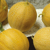 Meloen Outdoor Wonder F - Willemse