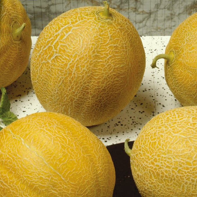 Meloen Outdoor Wonder F - Willemse