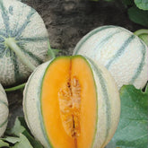 Cantaloupe meloen 'Artemi's F1' - Willemse