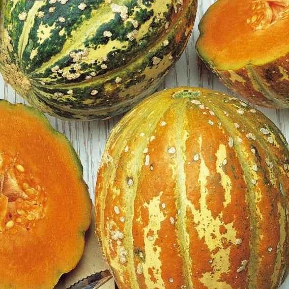 Meloen 'Oranje Ananas' - Willemse