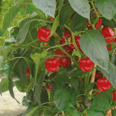 Potpaprika Kobold F - Willemse