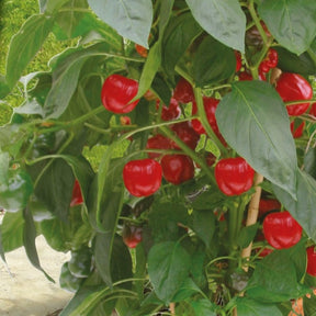 Potpaprika Kobold F - Willemse