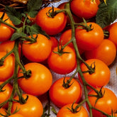Tomaat Sungold F - Willemse