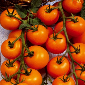 Collection tomates cerises - Collectie cherry tomaten - Tomatenzaden