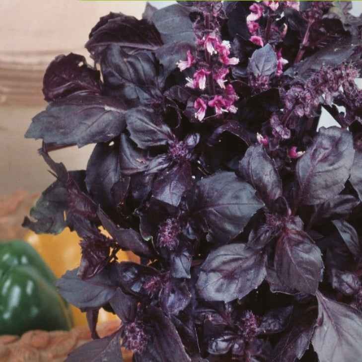 Ocimum basilicum dark opal - Basilicum 'Dark Opal' - BIO - Biologische kruiden