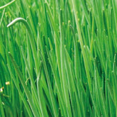 Bieslook 'Staro' - BIO - Willemse