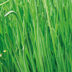 Bieslook 'Staro' - BIO - Willemse