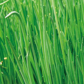 Collection de 4 aromatiques bio - Verzameling biologische kruiden - Kruidenzaden