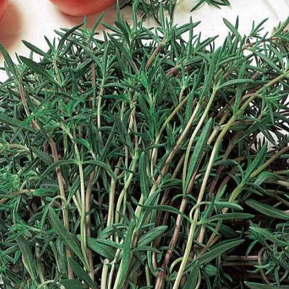 Bonenkruid - BIO - Willemse