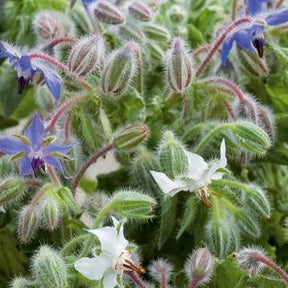 Bernagie - blauw + wit - Eenjarige bloemzaden - Willemse