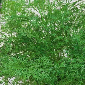 Dille 'Bouquet Compatto' - Willemse