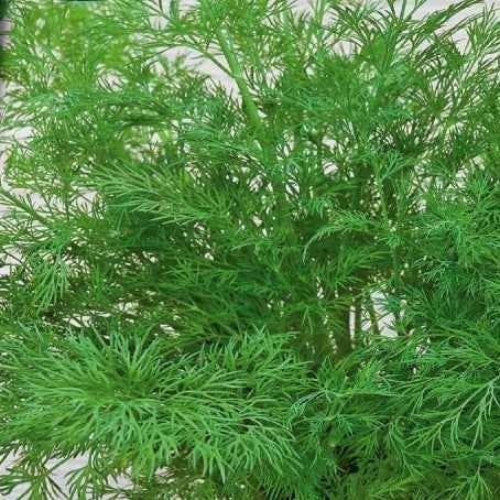 Dille 'Bouquet Compatto' - Willemse