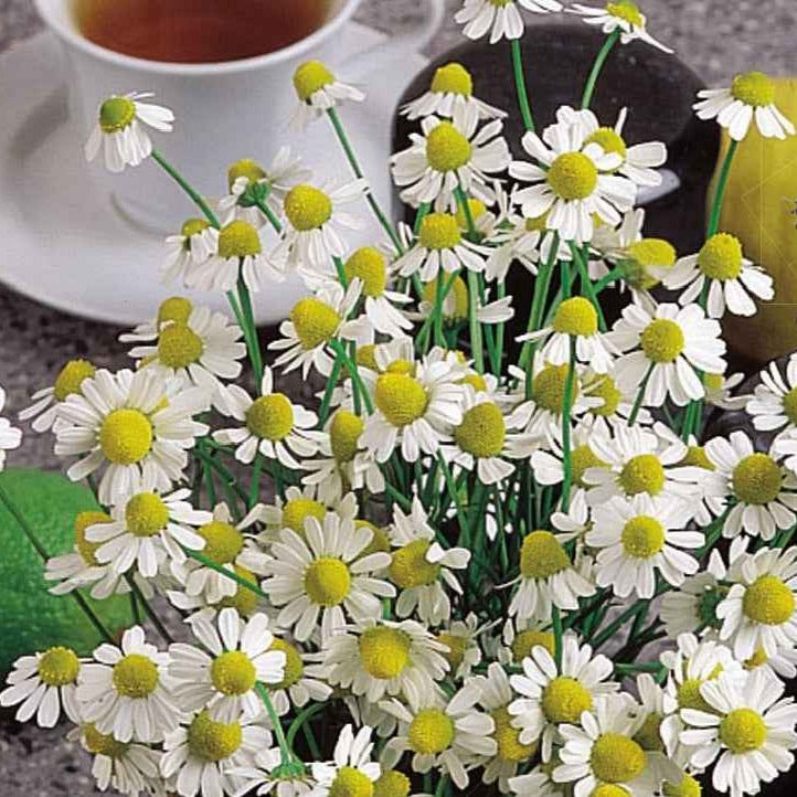 Echte kamille - BIO - Willemse