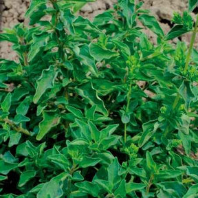 Aromatische collectie #2