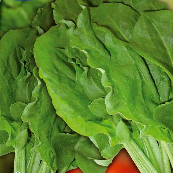 Veldzuring 'Green de Belleville' - Willemse