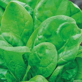 Spinazie Columbia F - Willemse