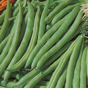 Sperzieboon 'Speedy' - BIO - Willemse