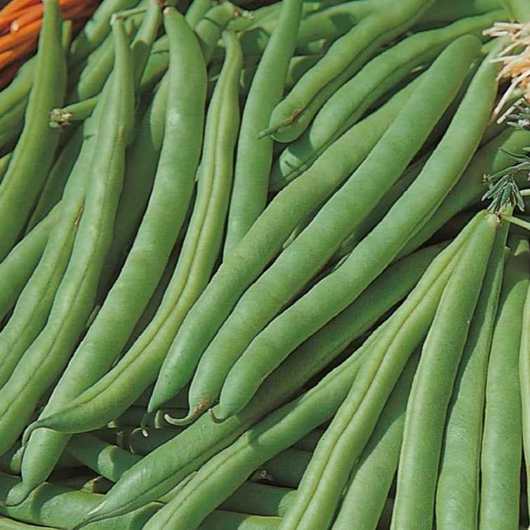 Sperzieboon 'Speedy' - BIO - Willemse