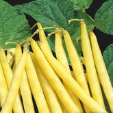 Boterboon 'Orinoco Wax' - Willemse