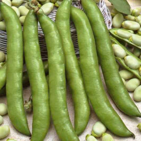 Tuinboon 'Driemaal Wit' - Vicia faba driemaal wit - Willemse