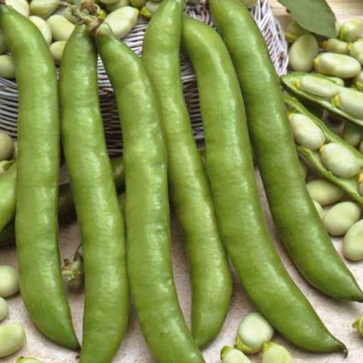 Tuinboon 'Driemaal Wit' - Vicia faba driemaal wit - Willemse