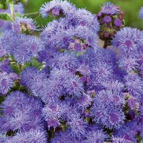 Ageratum Blue Mink - Willemse