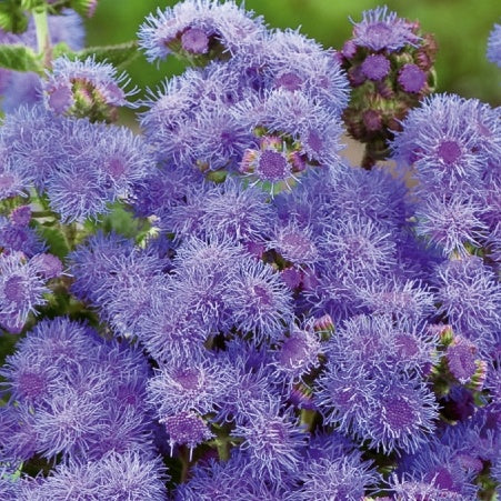 Ageratum Blue Mink - Willemse