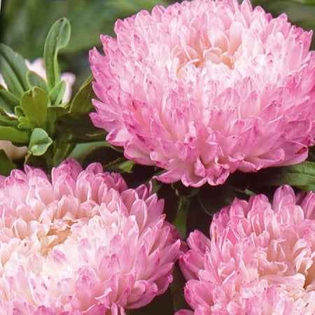 Zomeraster 'Garden Jewel' - Willemse