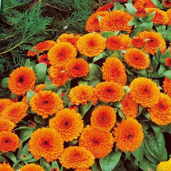 Goudsbloem 'Orange Gitana' - Willemse