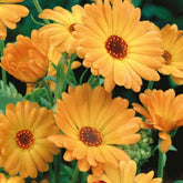 Goudsbloem 'Grand Nova' - BIO - Willemse