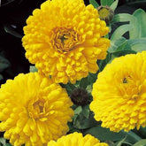 Goudsbloem 'Golden Yellow' - Willemse
