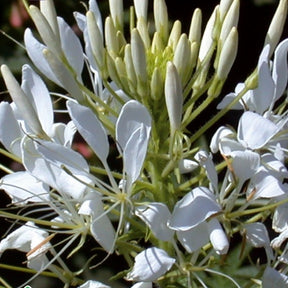 Kattensnor Cleome White Queen - Willemse