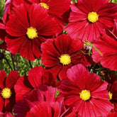 Grootbloemige cosmea - Willemse