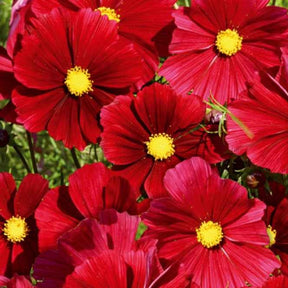 Grootbloemige cosmea - Willemse