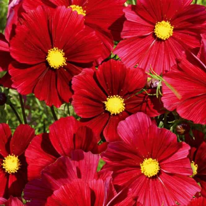 Grootbloemige cosmea - Willemse