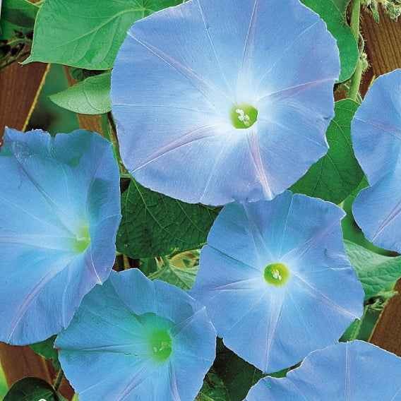 Grootbloemige klimmende winde 'Heavenly Blue' - Willemse