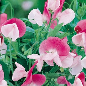 Lathyrus Reukerwt Painted lady - Willemse