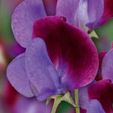 Pronkerwt 'Cupani's Original 1699' - Willemse