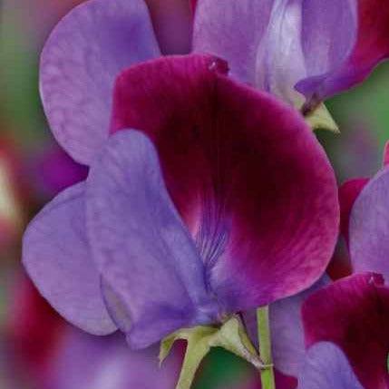 Pronkerwt 'Cupani's Original 1699' - Willemse