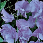 Lathyrus Reukerwt Lord Nelson - Willemse