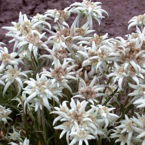 Bloemzaden voor perken en borders - Meerjarige edelweiss - Leontopodium alpinum